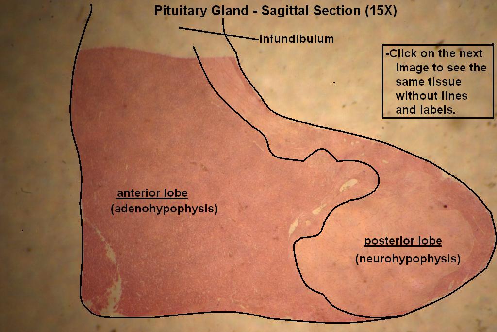 1 - Pituitary Gland 15X - 1