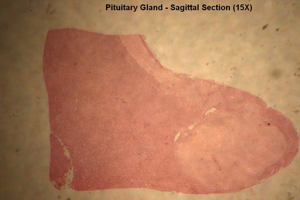 2 - Pituitary Gland 15X - 2