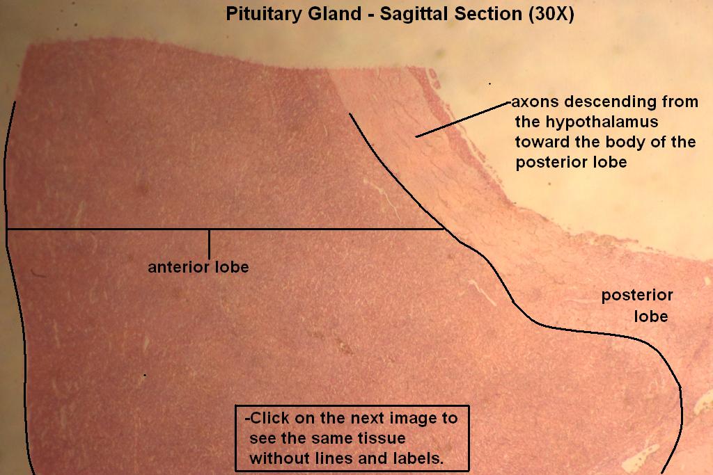 3 - Pituitary Gland 30X - 1