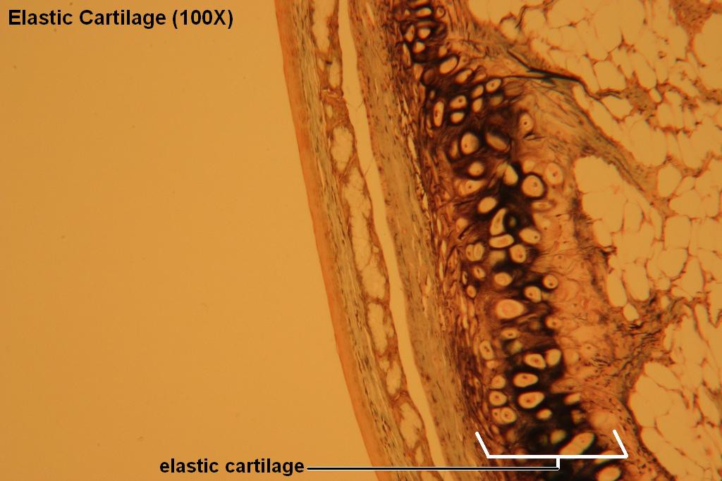 A - Elastic Cartilage 100X - 1