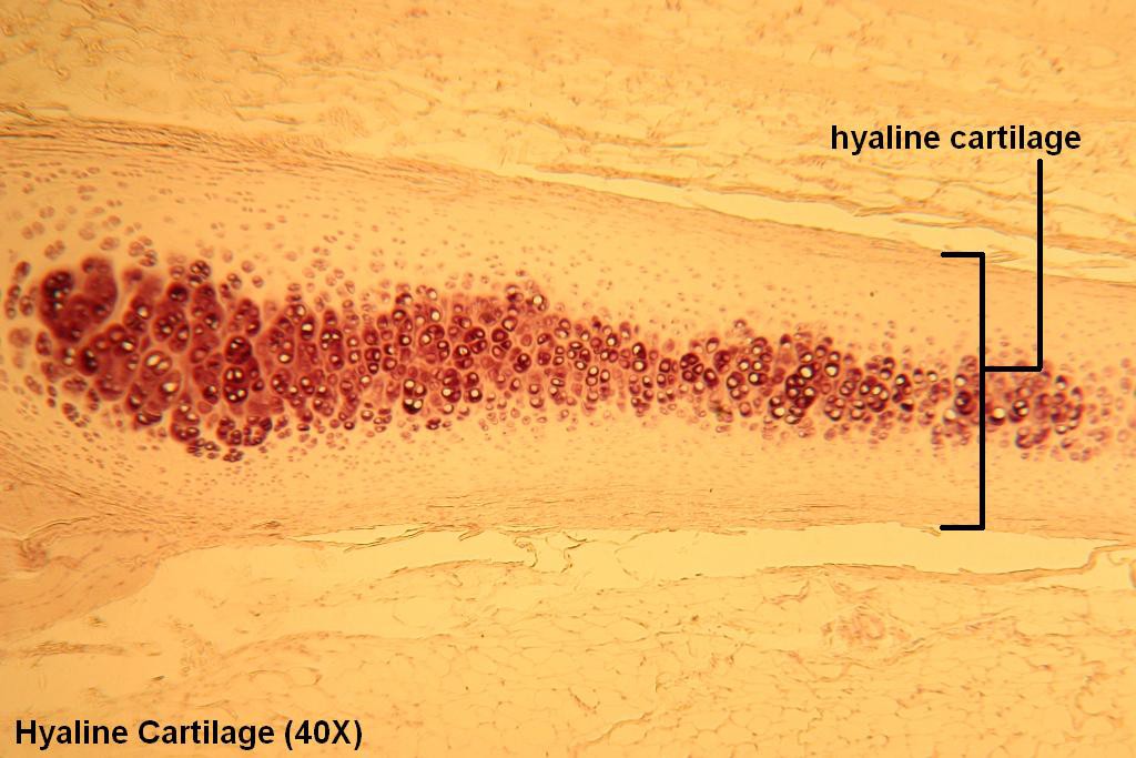 A - Hyaline Cartilage 40X - 1