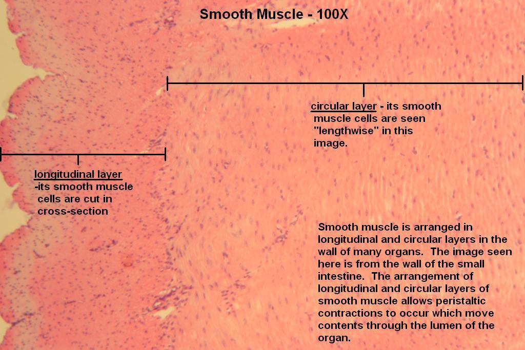 A - Smooth Muscle 100X-1