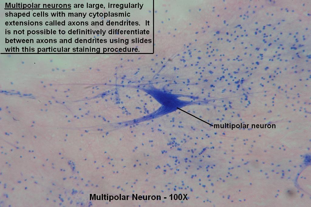 B - Multipolar Neurons 100X - 1