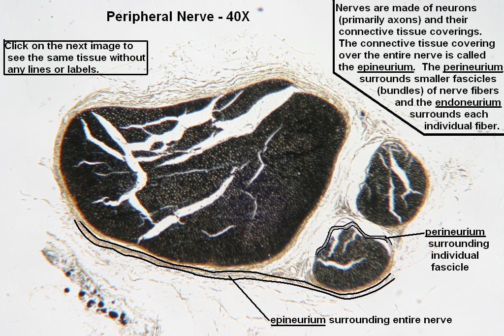 B - Peripheral Nerve 40X - 2