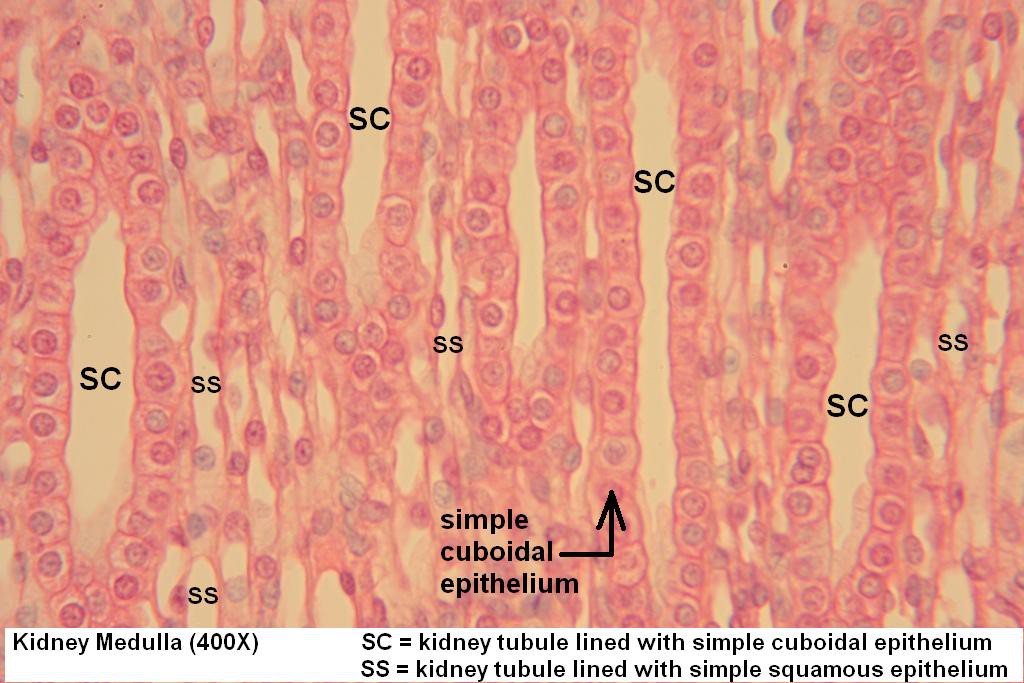simple cuboidal epithelium slide 400x