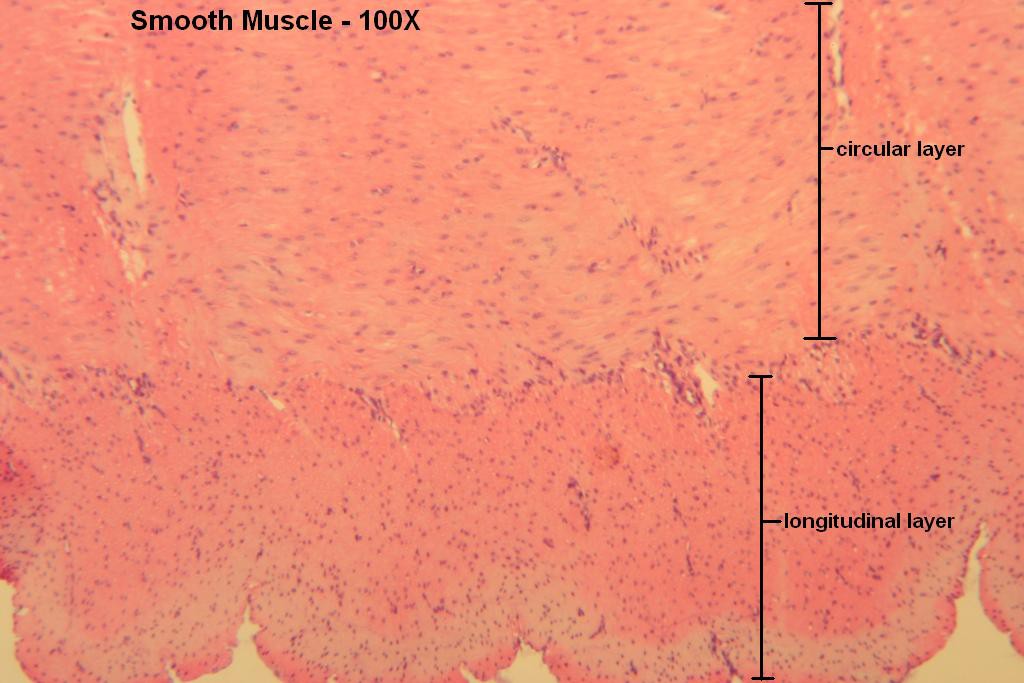 B - Smooth Muscle 100X-2