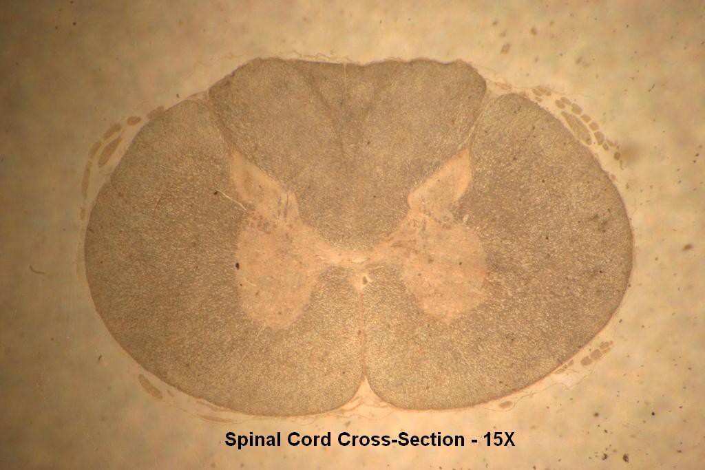 B - Spinal Cord X-Section 15X - 2