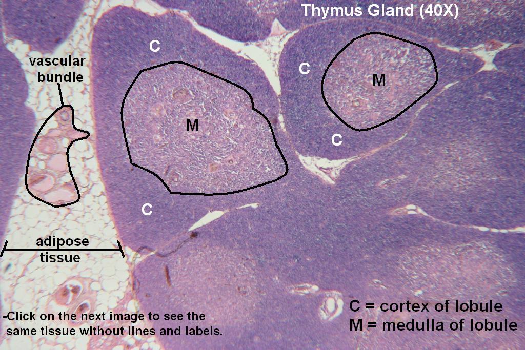 B - Thymus Gland 40X - 2