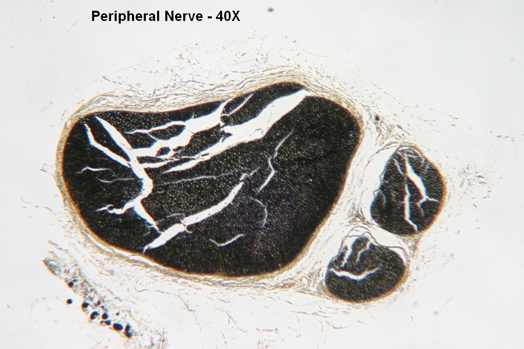 C - Peripheral Nerve 40X - 3