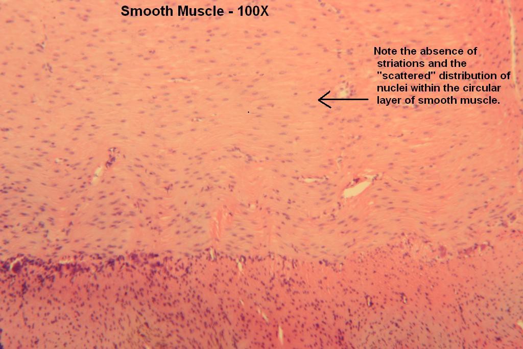 C - Smooth Muscle 100X-3