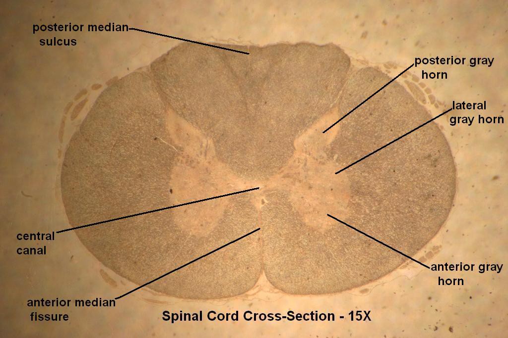 C - Spinal Cord X-Section 15X - 3