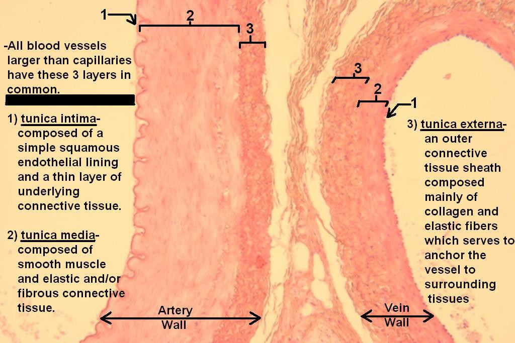 D - Artery and Vein 100X - 3