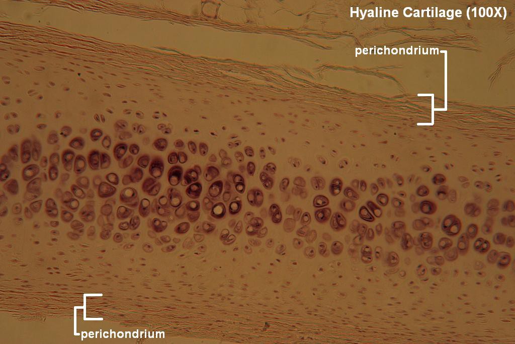 D - Hyaline Cartilage 100X - 2