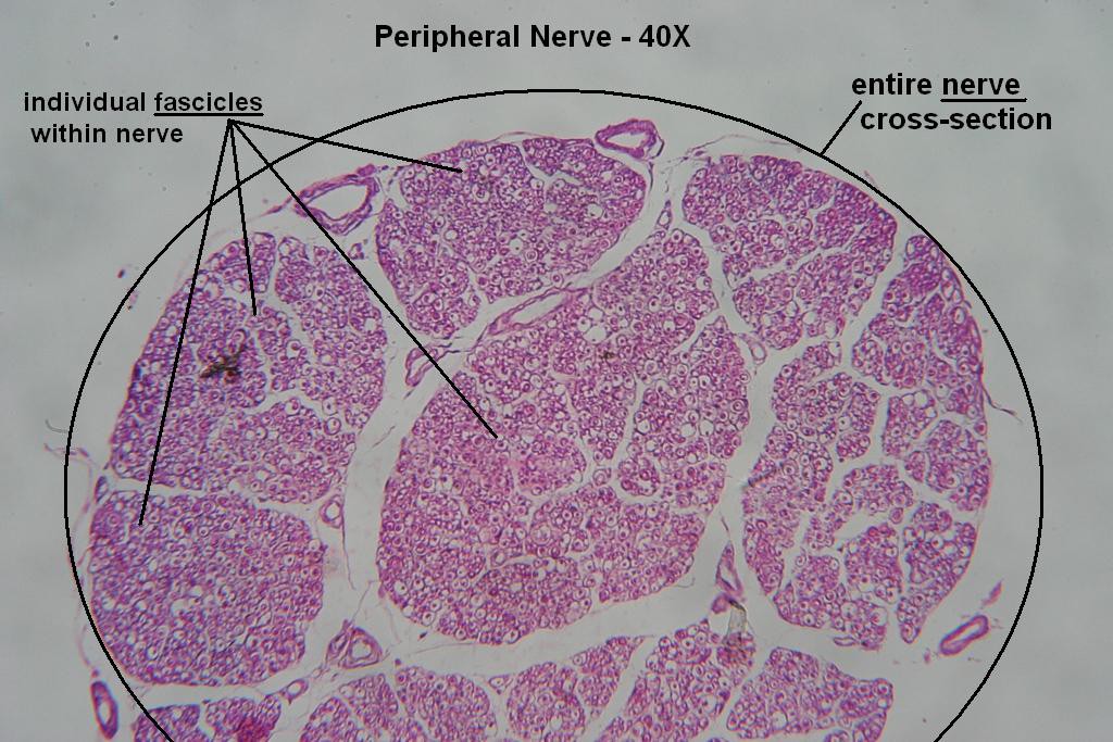 D - Peripheral Nerve 40X - 4