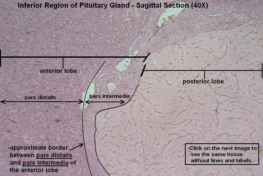 D - Pituitary Gland 40X - 4