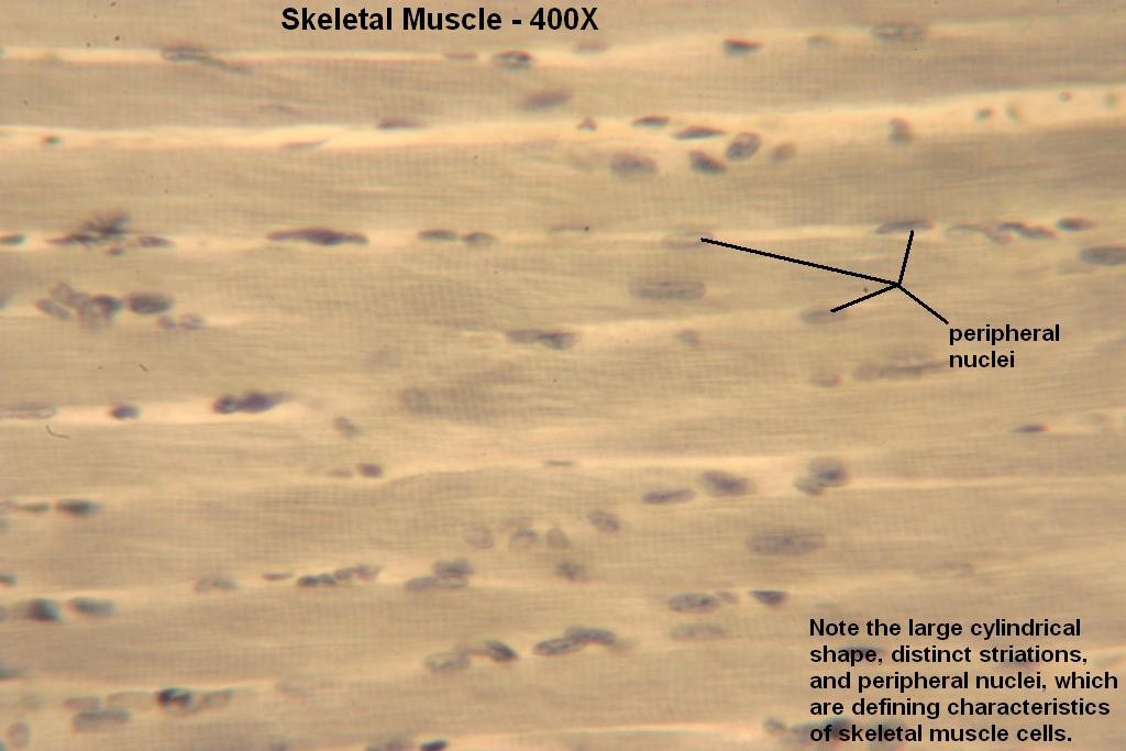 D - Skeletal Muscle Long-Section 400X-1