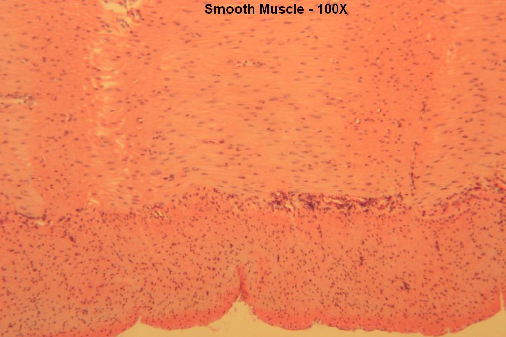 D - Smooth Muscle 100X-4