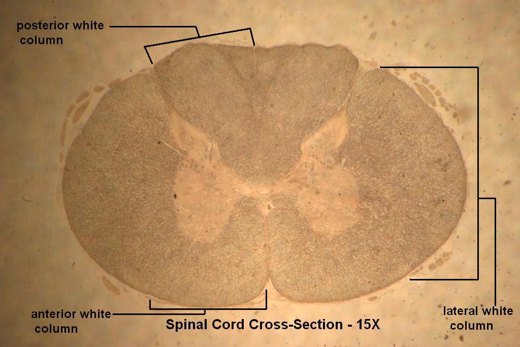 D - Spinal Cord X-Section 15X - 4
