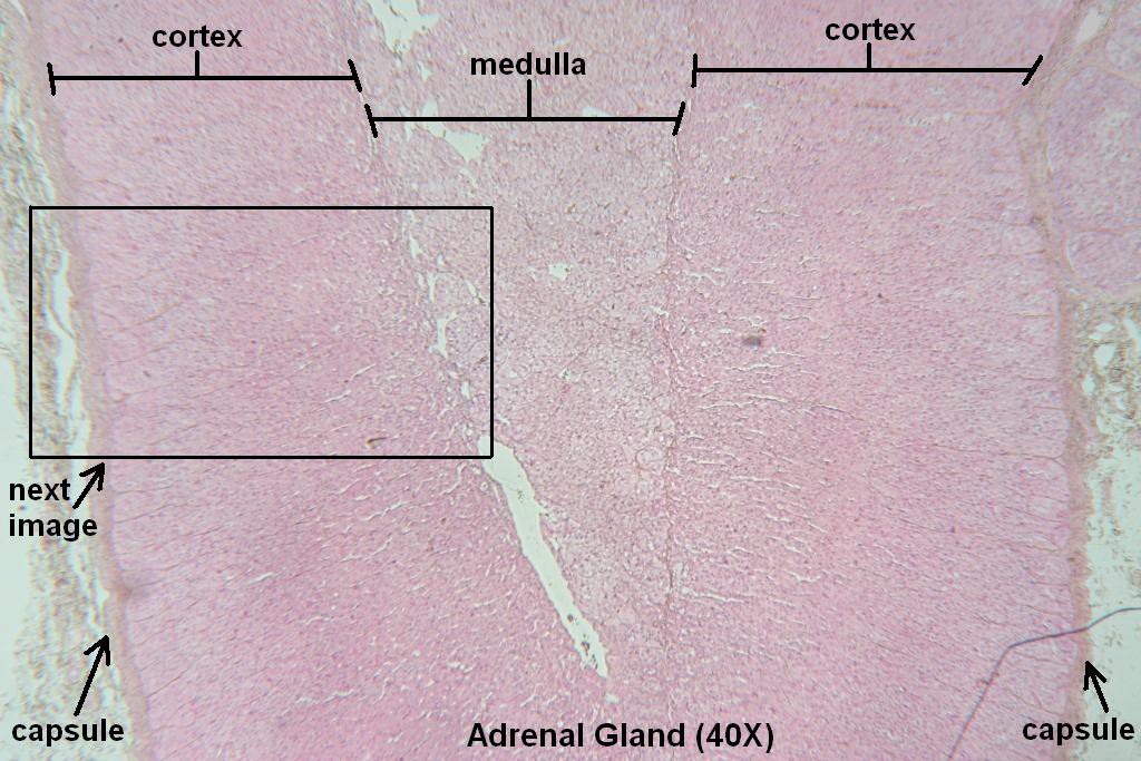 E - Adrenal Gland 40X