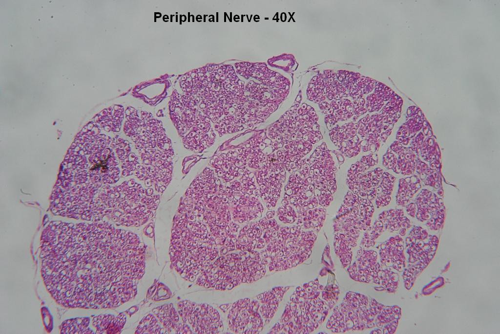 E - Peripheral Nerve 40X - 5