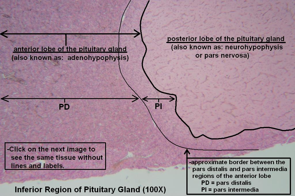F - Pituitary Gland 40X - 6