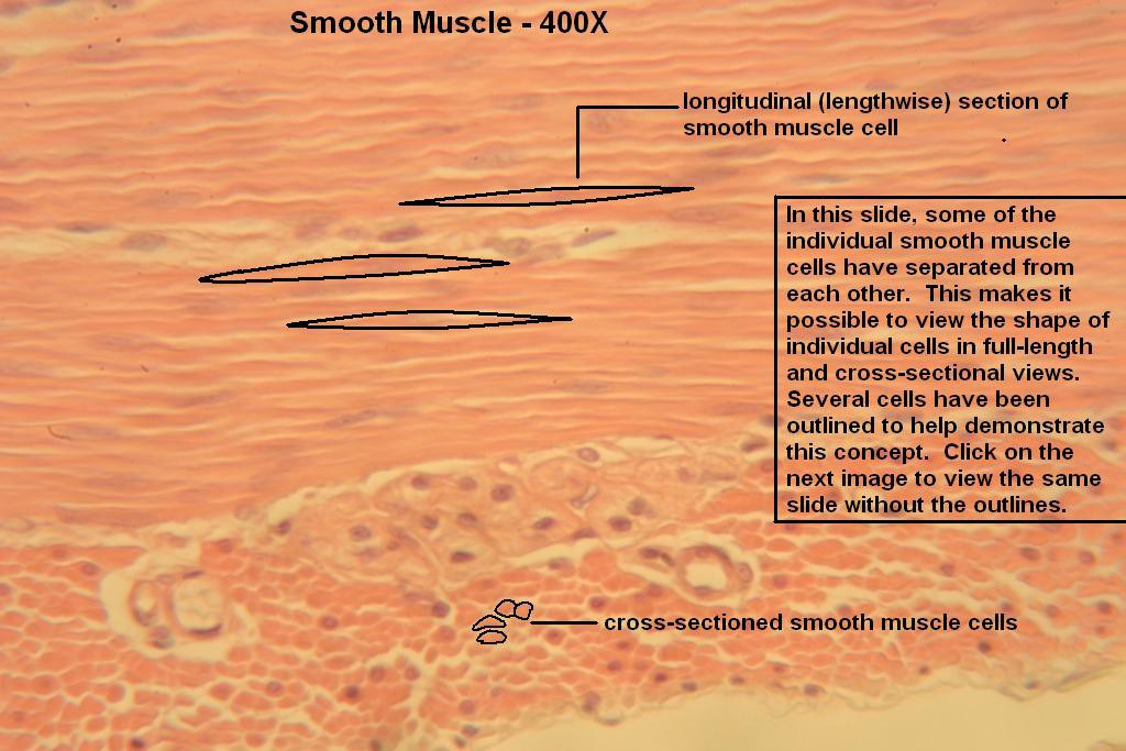 F - Smooth Muscle 400X-1