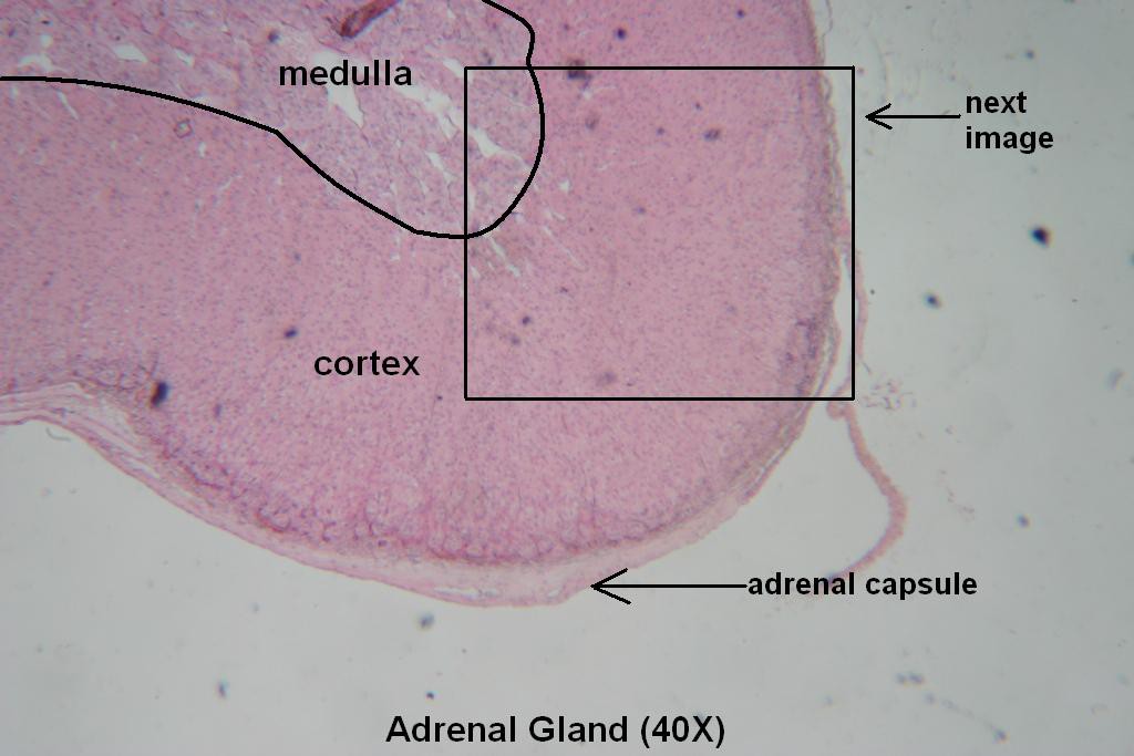 G - Adrenal Gland 40X