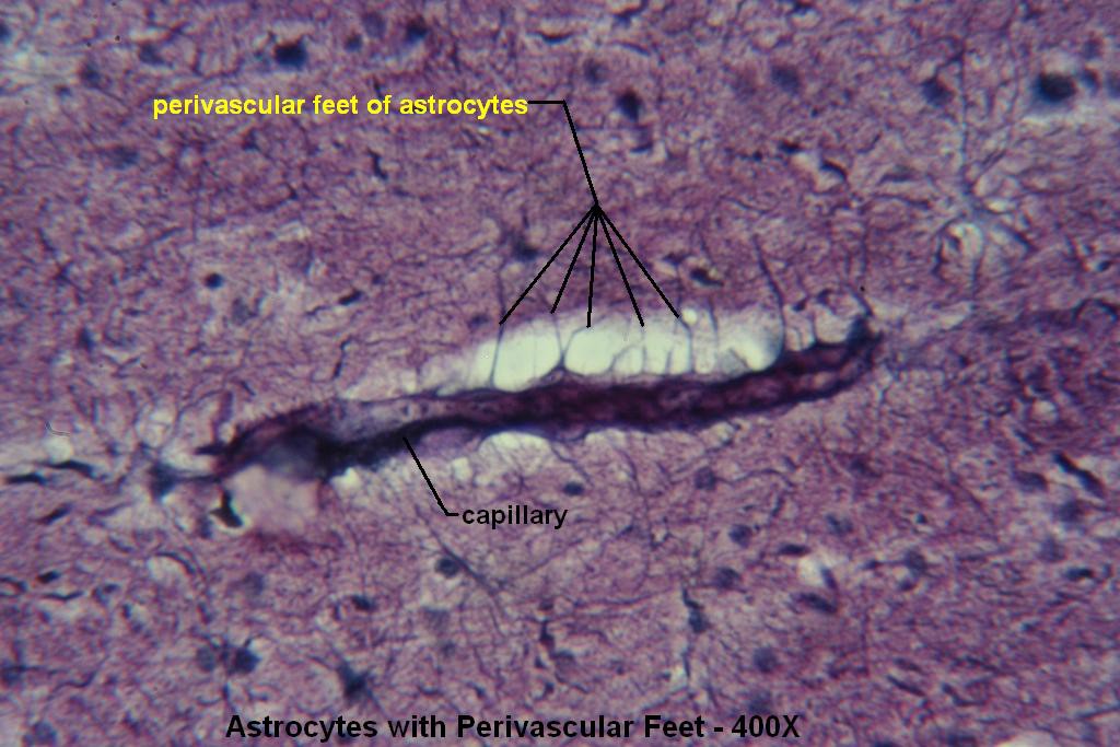 G - Astrocytes with Perivascular Feet 400X - 2