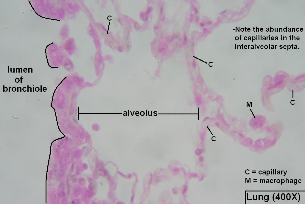 G - Lung Alveoli 400X - 4