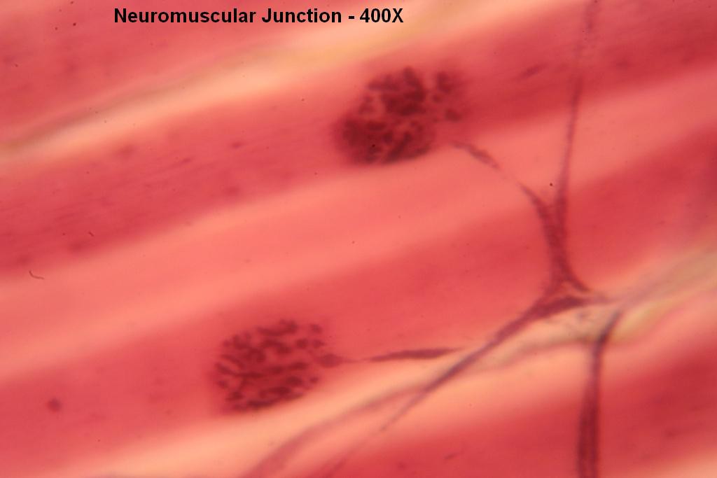 G - Neuromuscular Jxn 400X-2