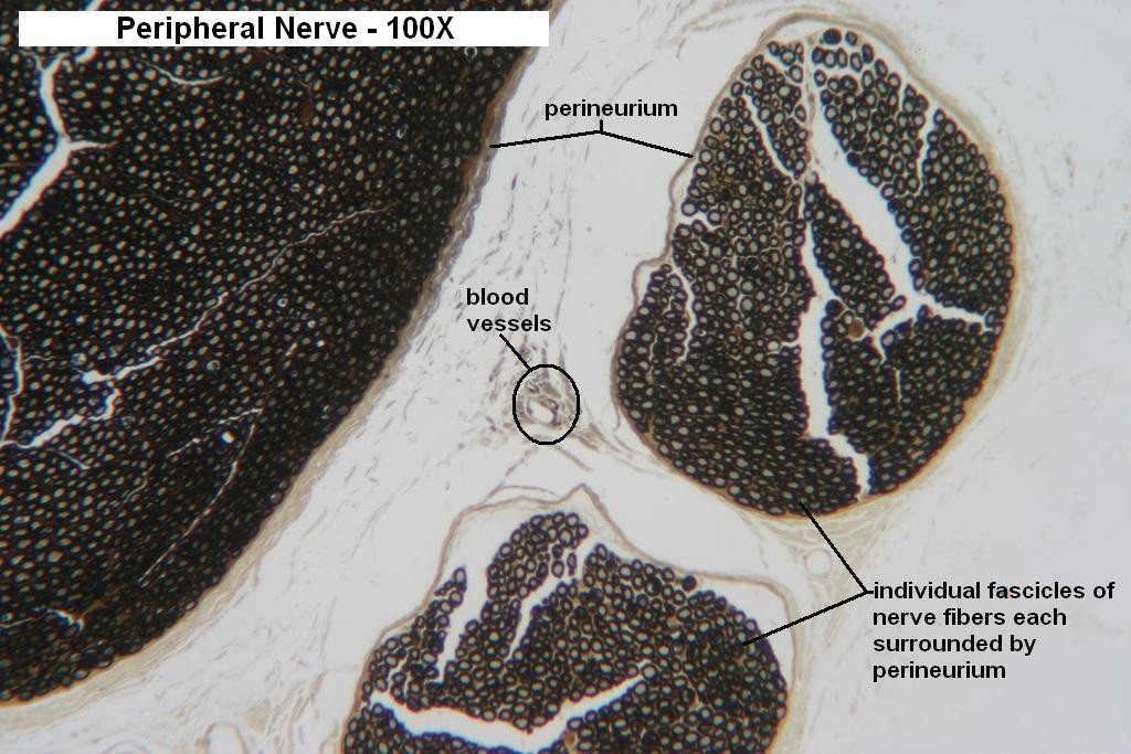 G - Peripheral Nerve 100X - 2