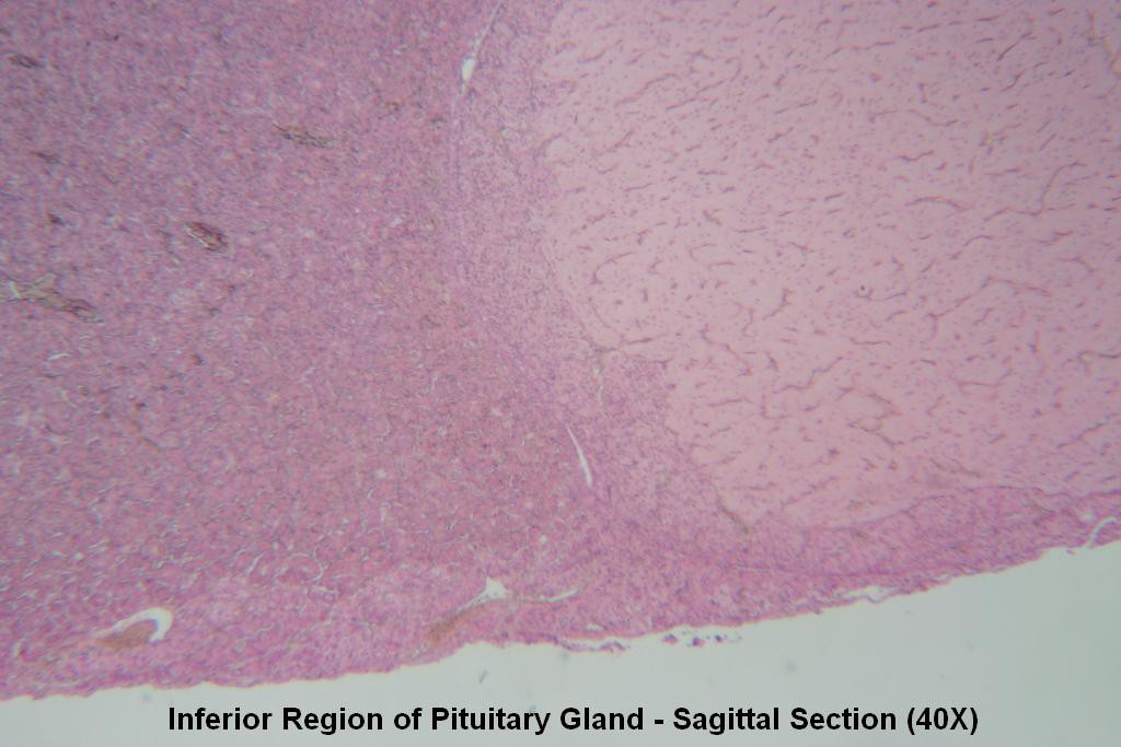 G - Pituitary Gland 40X - 7