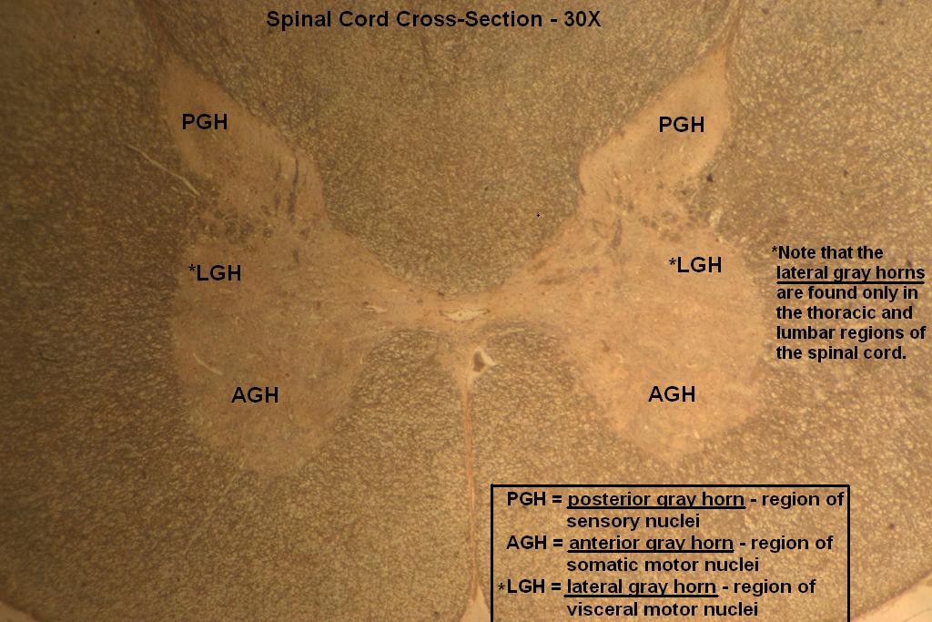 G - Spinal Cord X-Section 30X - 2