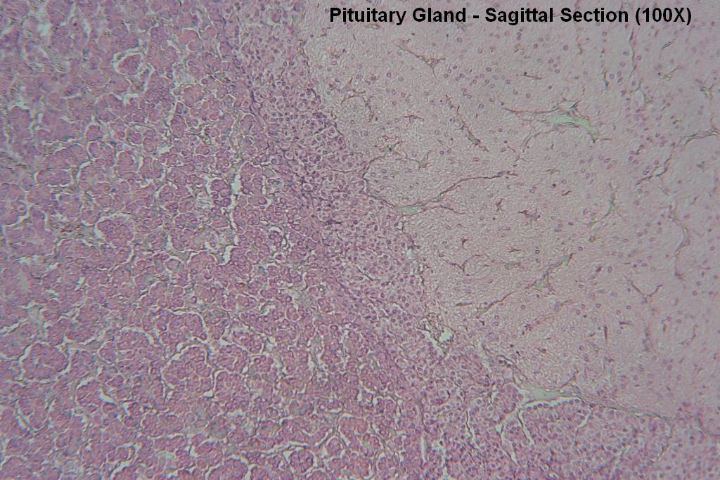 I - Pituitary Gland 100X - 2