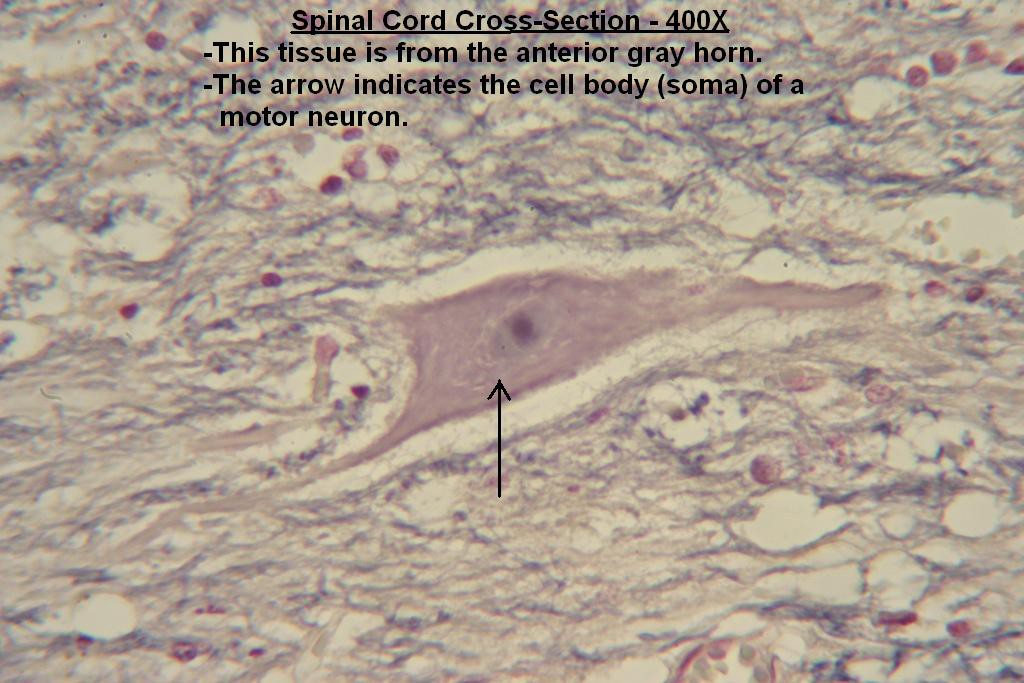 I - Spinal Cord X-Section - Gray Matter - 400X - 1
