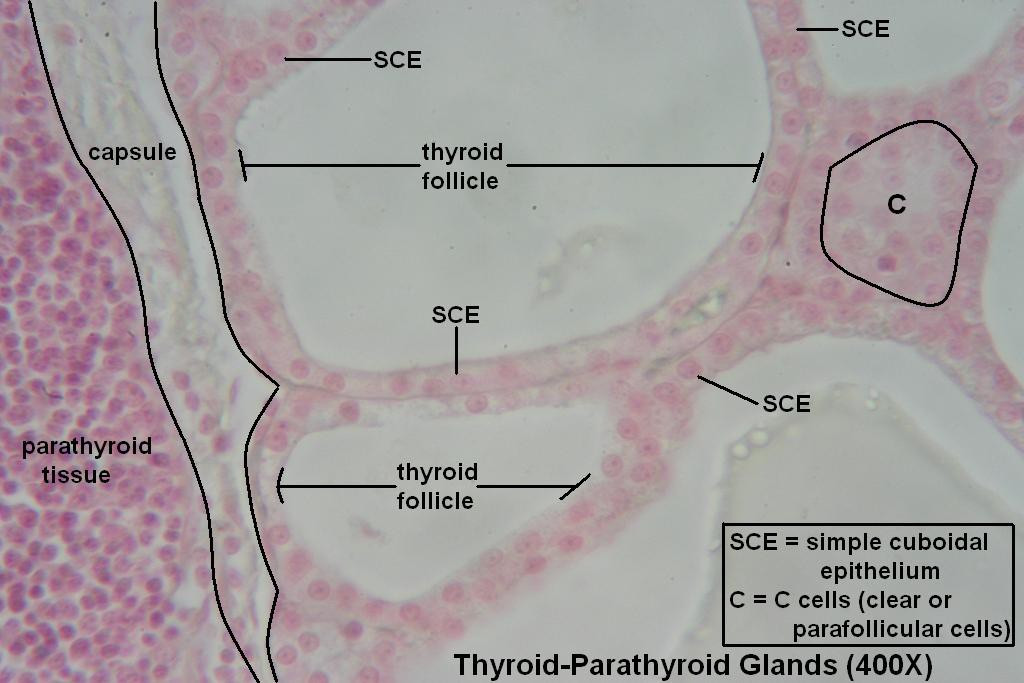 I - Thyroid-Parathyroid 400X - 1