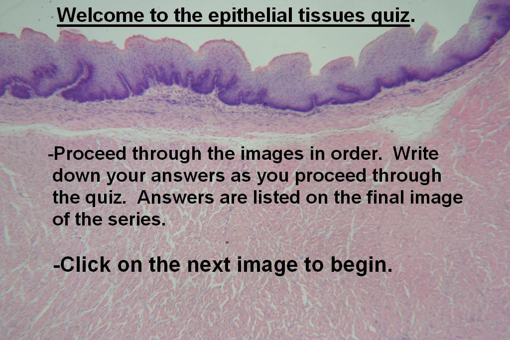 Image A - Epithelial Quiz
