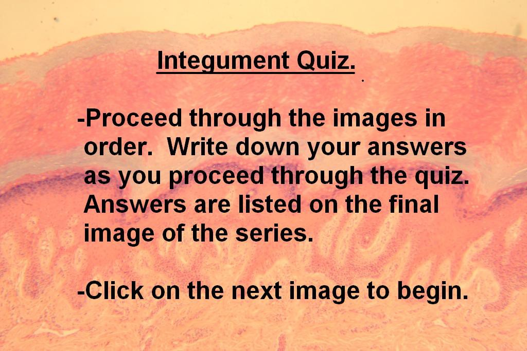 Image A - Integument Quiz