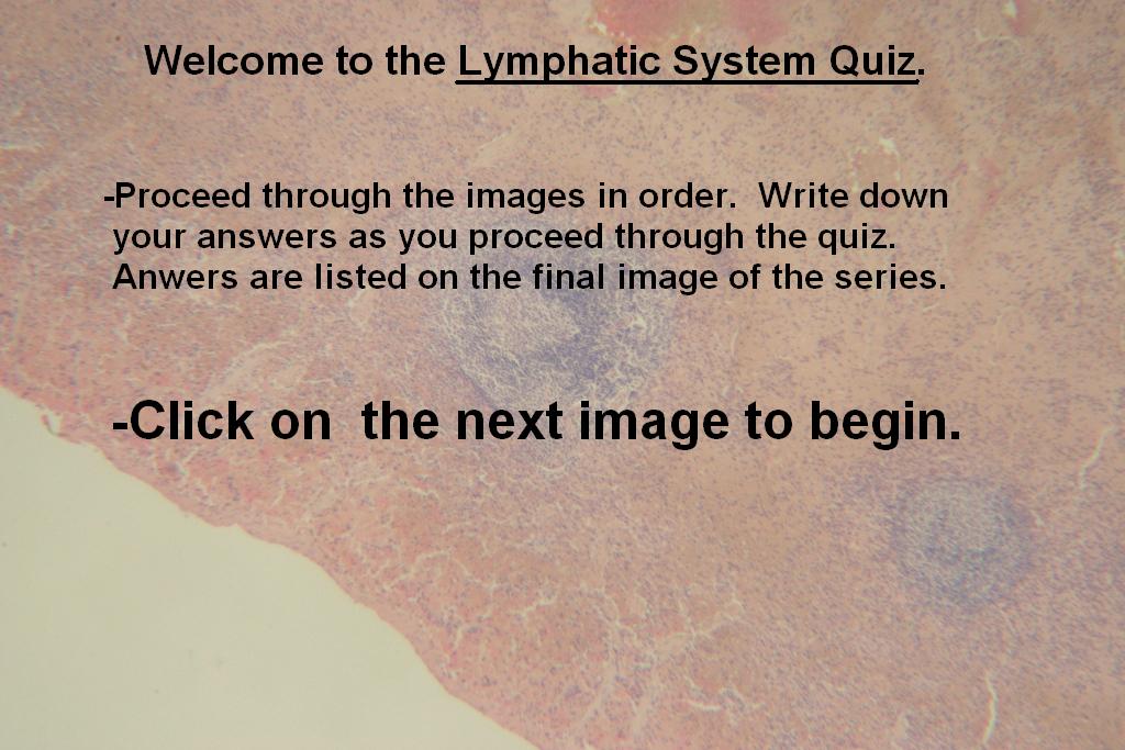 Image A - Lymphatic System Quiz