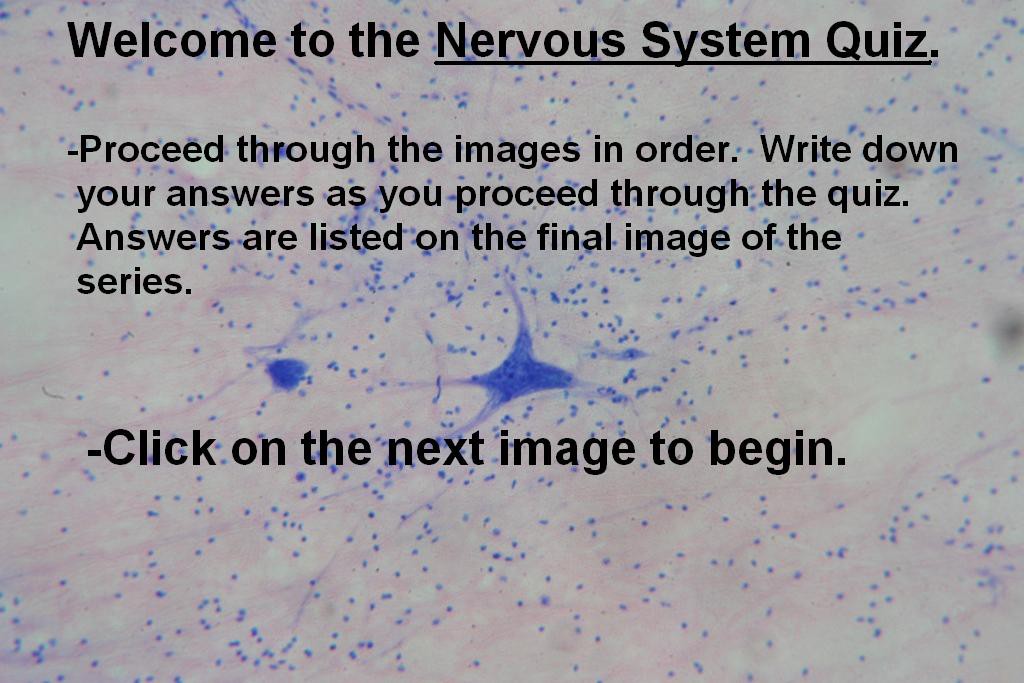Image A - Nervous System Quiz