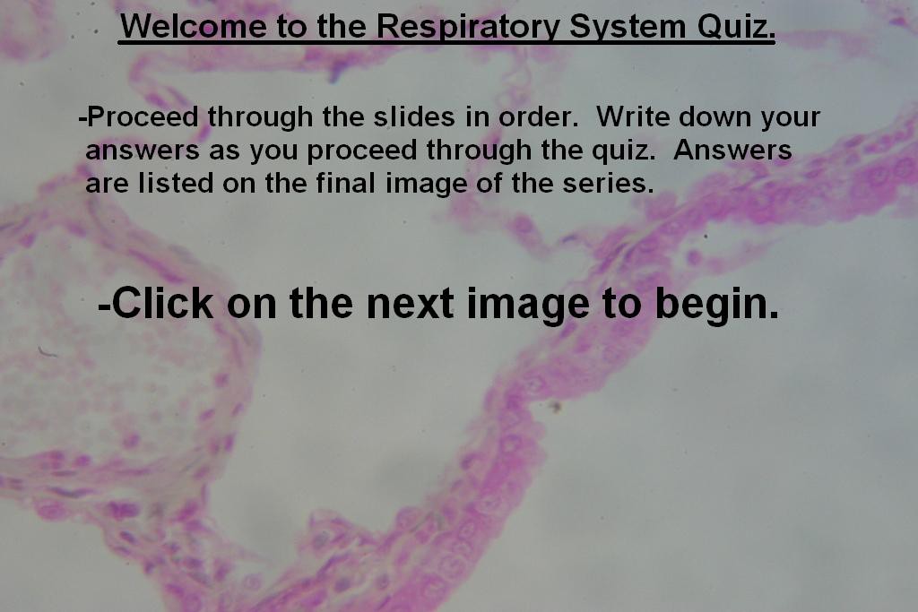 Image A - Respiratory System Quiz