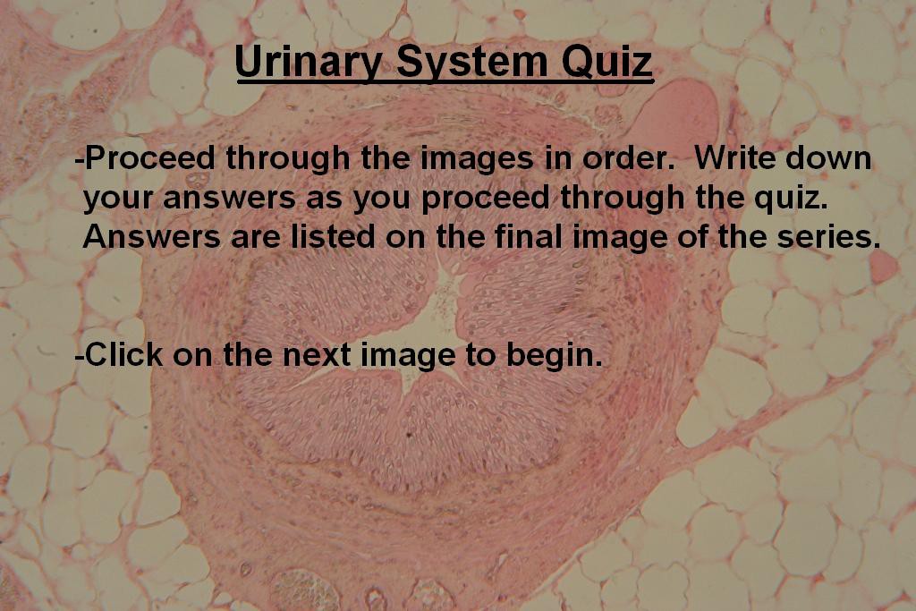 Image A - Urinary System Quiz