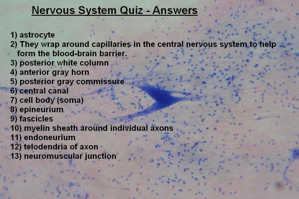 Image I - Nervous System Quiz - Answers