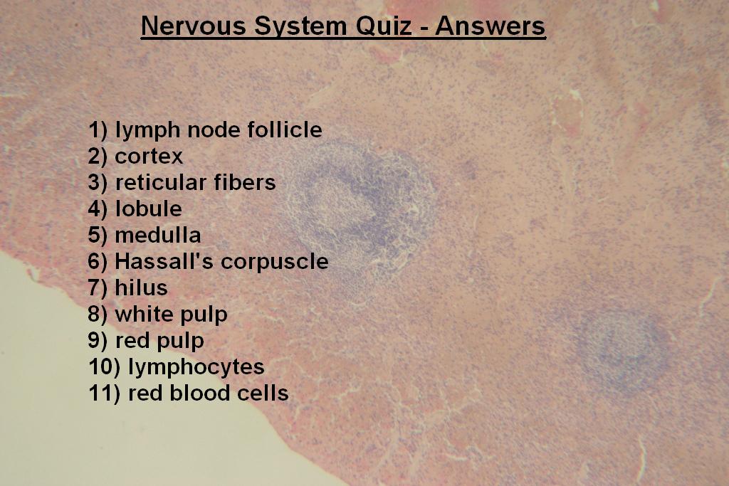 Image K - Lymphatic System Quiz - Answers