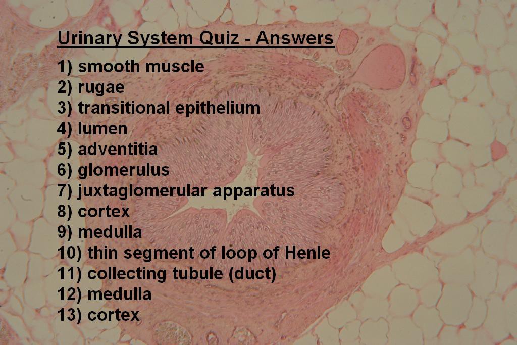 Image M - Urinary System Quiz - Answers