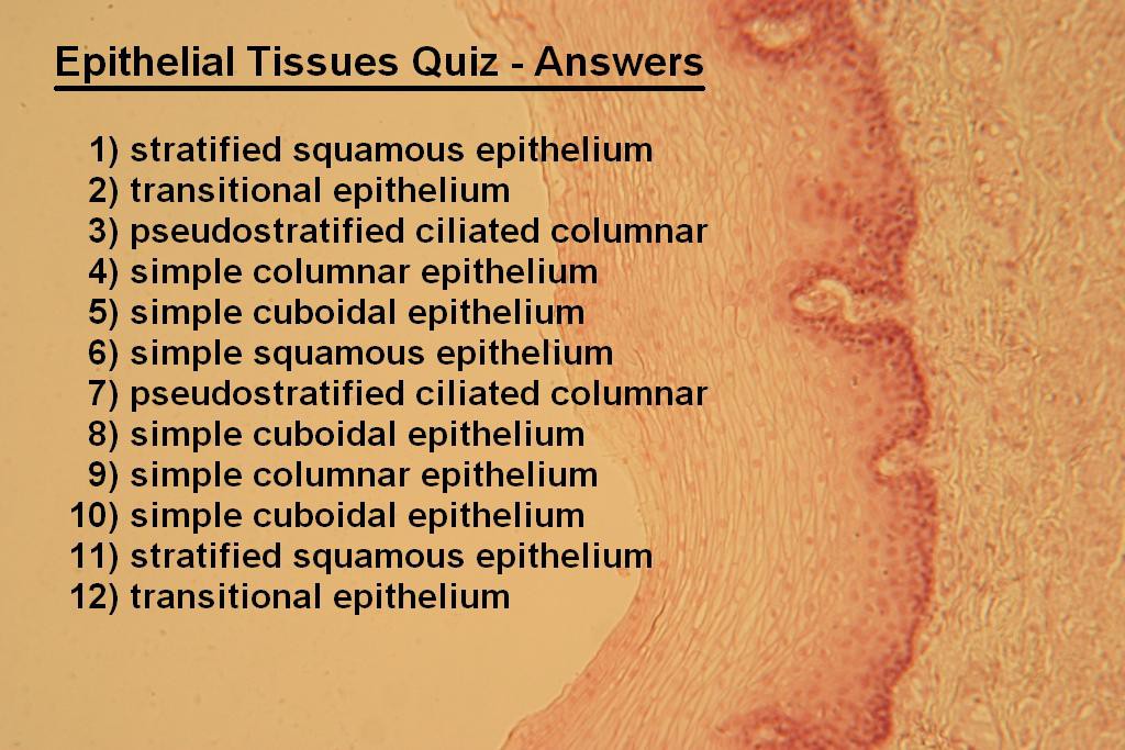 Image N - Epithelial Quiz - Answers