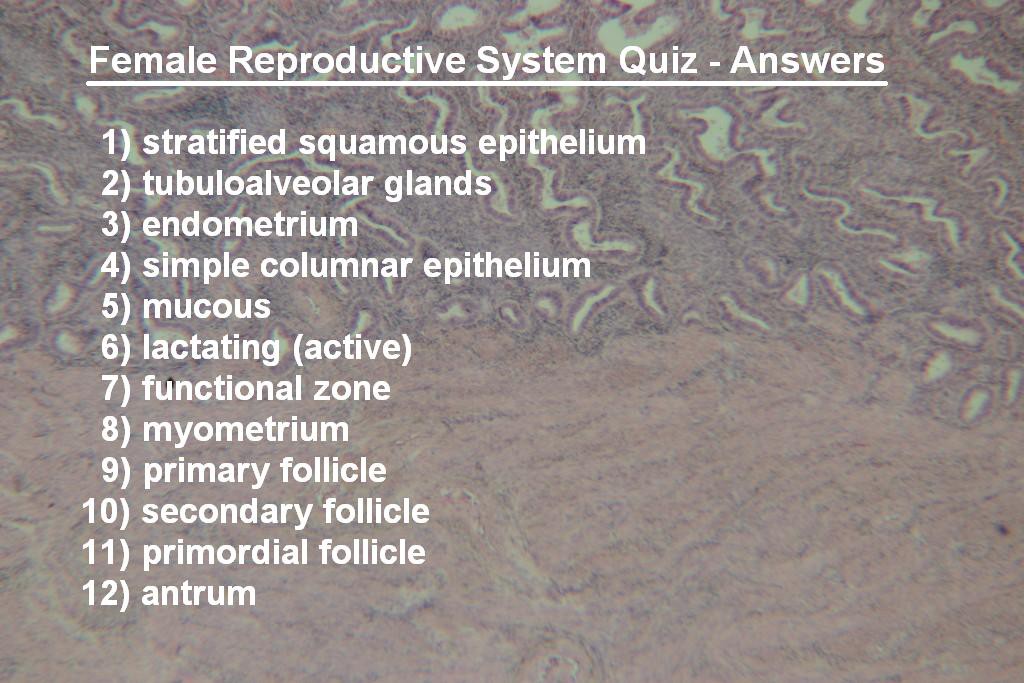 Image N - Female Quiz - Answers