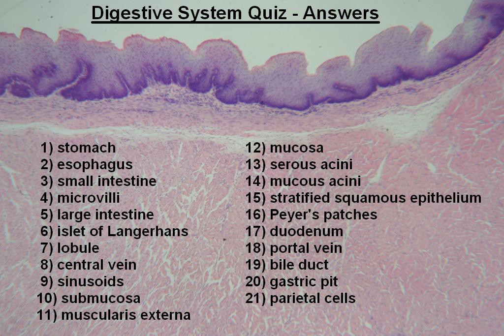 Image Q - Digestive System Quiz - Answers