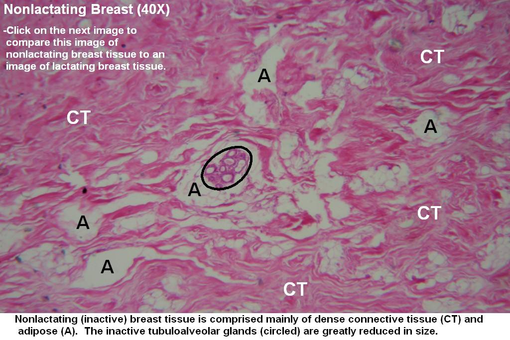 K - Nonlactating Breast 40X - 1