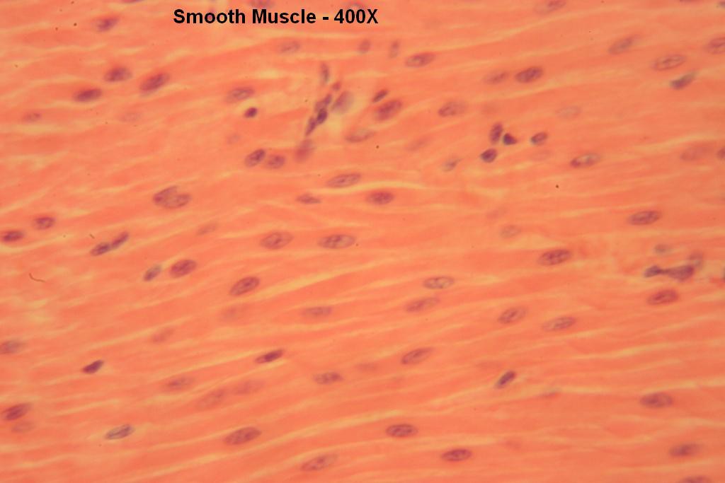 K - Smooth Muscle 400X-5